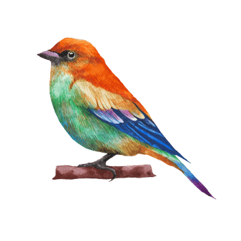 Watercolor painted beautiful bird, Hand drawn colorful bird png