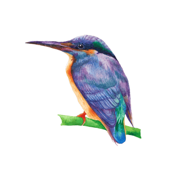 Watercolor painted beautiful bird, Hand drawn colorful bird png