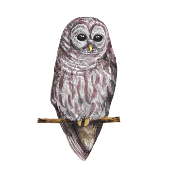 Watercolor painted owl, Hand drawn nighttime bird png
