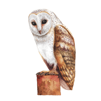 Watercolor painted owl, Hand drawn nighttime bird png