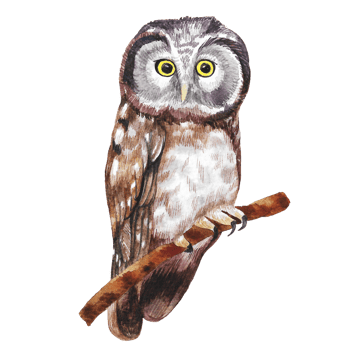 Watercolor painted owl, Hand drawn nighttime bird png