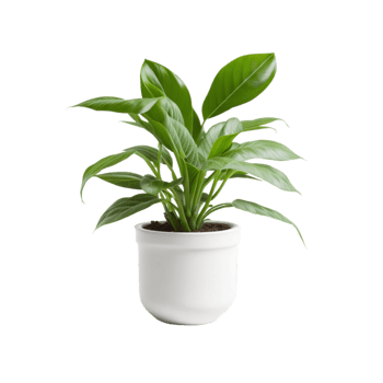 Potted plant on transparent background, photography, Potted succulent, Indoor plant photography, houseplant, Potted herbs, Minimalist plant photography, life plant, Botanical photography png