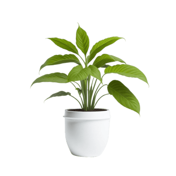 Potted plant on transparent background, photography, Potted succulent, Indoor plant photography, houseplant, Potted herbs, Minimalist plant photography, life plant, Botanical photography png