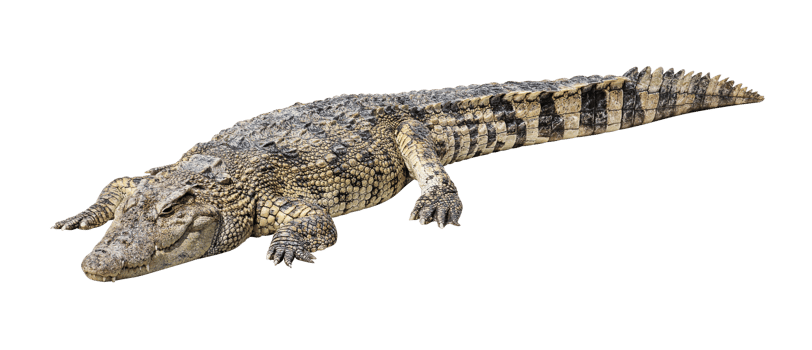 Siamese crocodile sleeping png