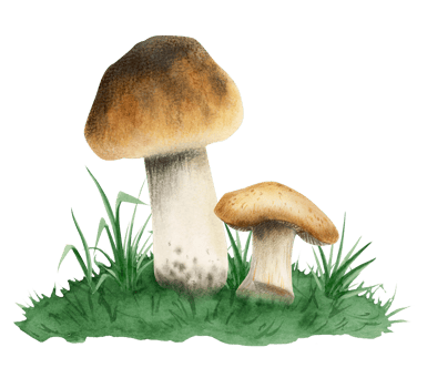 Watercolor boletus edulis edible mushrooms growing in green grass illustration. Composition with realistic forest woodland plants for products labels png