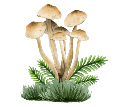 Marasmus oroides light brown edible mushroom in grass and leaves illustration. Hand drawn watercolor fairy ring champignon for recipe, menu, packaging, Halloween designs png