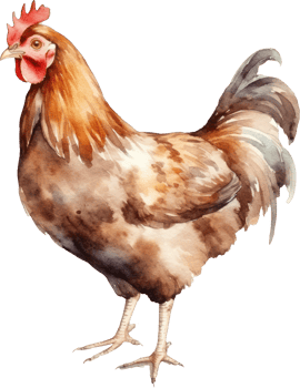 Hen Watercolor Illustration. png