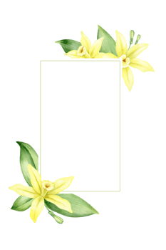 Frame of yellow vanilla flowers. Wreath with tropical exotic flowers. Watercolor illustration. Isolated. Flavoring for cooking. For greeting cards, postcard, scrapbooking, packaging design png