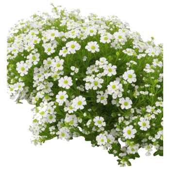 alyssum pic aesthetic png