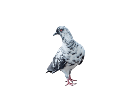 Single wild pigeon standing isolated with clipping path in png file format