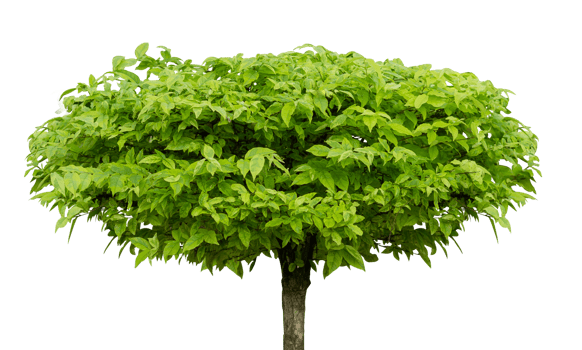 Isolated garden decoration trees element png