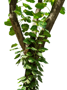 Big tree with monstera leaves creeper isolated png