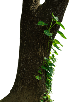 tree trunk with philodendron ornamental plant png