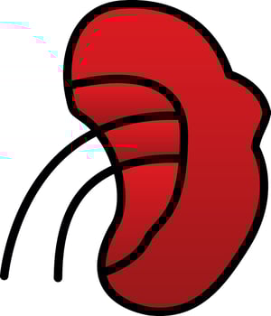 Spleen Vector Icon Design