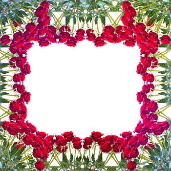 frame decoration with flower png