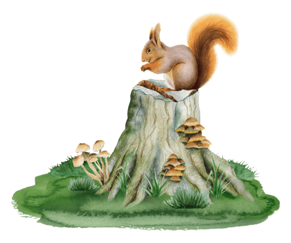 Squirrel sitting on tree stump with mushrooms on green grass watercolor forest woodland scene illustration for children room designs png