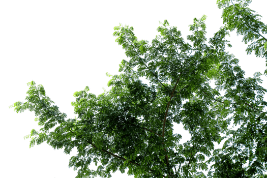 branch of a tree isolated png