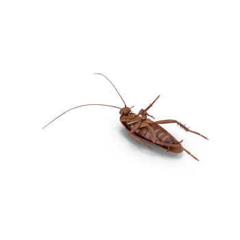 Close up american brown cockroach png