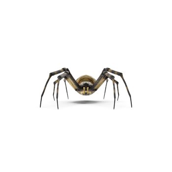 Banded garden spider Argiope trifasciata png