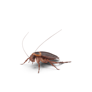 Close up american brown cockroach png