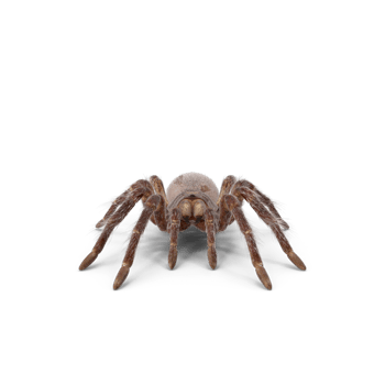 Tarantula or spider png