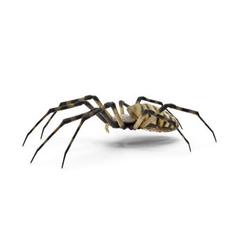 Banded garden spider Argiope trifasciata png