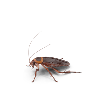Close up american brown cockroach png