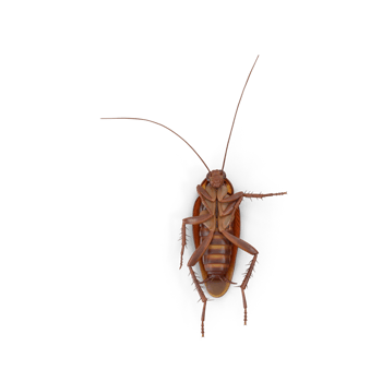 Close up american brown cockroach png