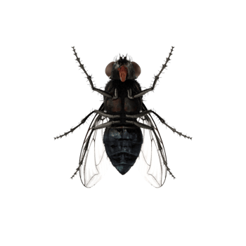 Fly insect isolated png
