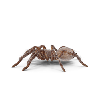 Tarantula or spider png