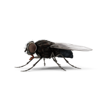 Fly insect isolated png