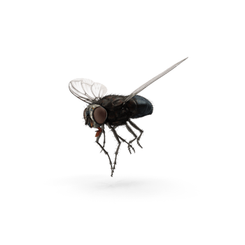 Fly insect isolated png