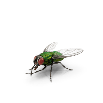 Common green fly png
