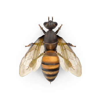 big drone bee or male honey bee png