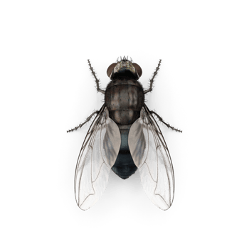 Fly insect isolated png