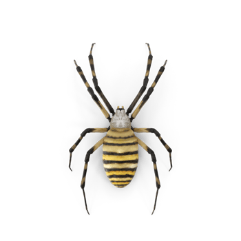 Banded garden spider Argiope trifasciata png
