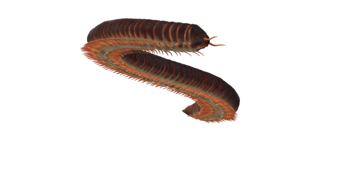 Millipede isolated on a Transparent Background png