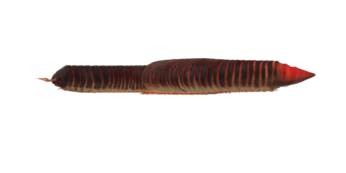 Millipede isolated on a Transparent Background png