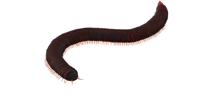 Millipede isolated on a Transparent Background png
