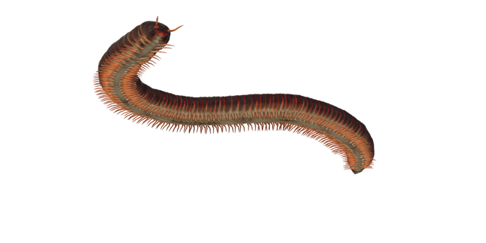 Millipede isolated on a Transparent Background png