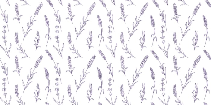 Seamless floral pattern with purple lavender. Botanical background vector