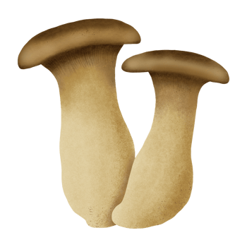 king trumpet mushroom hand drawn illustration png