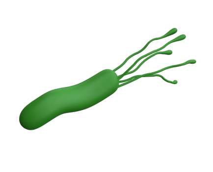 Helicobacter pylori bacteria 3d render medicine icon for isolated transparent pgn. Microbiology health human illustration png