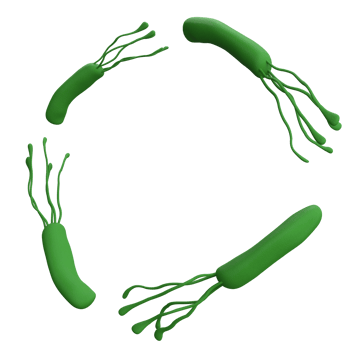Helicobacter pylori bacteria frame 3d render  with place for text. png