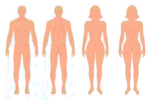 Silhouettes of male and female human body, back and front. Anatomy. Medical and scientific concept. Illustration, vector