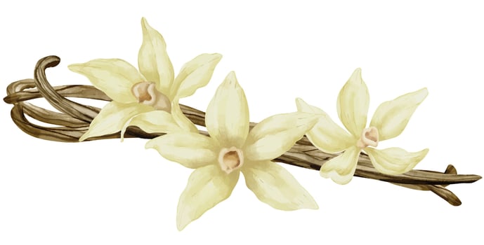 Vanilla Flowers with Sticks. Watercolor hand drawn illustration of yellow orchid Flower and pods on white isolated background. Drawing of spice for cooking or aroma oils. sketch of herbal ingredient vector