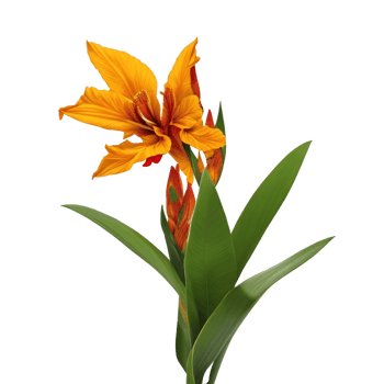 canna flower red beauty flora green leaf to decoration png