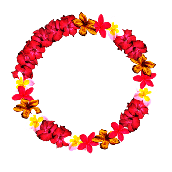 frame decoration with flower png