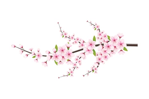 Cherry blossom and sakura flower. cherry blossom vector. cherry bud. Pink sakura flower vector