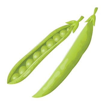 Vector illustration of a pod of fresh green peas. Healthy organic food with natural vegetables.